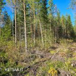 Nuori mäntyvaltainen kasvatusmetsä, paikoin vesakkoa