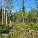 Koivuja ja nuorta havupuuvesakkoa metsän keskiosassa