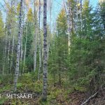 Harvennustarpeessa olevaa varttunutta metsää Ylistaron kohteella.