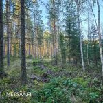 Tiheää kuusivaltaista metsää Hannula-kiinteistöllä, Ylistaro.
