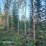 Monipuolinen kasvatusmetsä, hyvä pohja omatoimiselle metsänhoidolle.