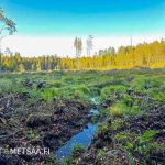 Luonnonmukainen sekametsä Ylistaron metsäpalstalla.