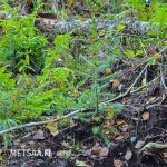 Nuorta taimikkoa varttuneen metsän rajalla, metsätila Hannula.