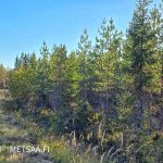 Puustoinen metsäpalsta Ylistaron Isokylässä, kuusi- ja mäntyvaltaista metsää.