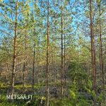 Puustoinen metsäpalsta Ylistaron Isokylässä, kuusi- ja mäntyvaltaista metsää.