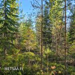 Luonnonmukainen sekametsä Ylistaron metsäpalstalla.