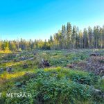 Metsänreuna ilta-auringossa Ylistaron Isokylässä, Etelä-Pohjanmaa.