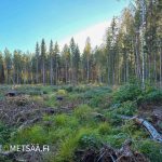 Metsänreuna ilta-auringossa Ylistaron Isokylässä, Etelä-Pohjanmaa.
