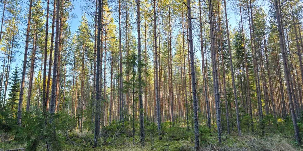 Sekapuustoista varttunutta kasvatusmetsää kohteella Hannula, Ylistaro.