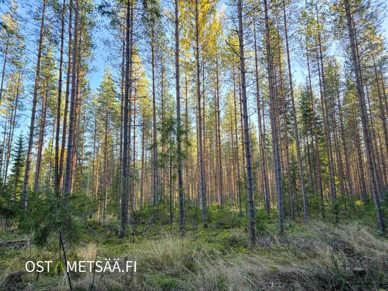 Sekapuustoista varttunutta kasvatusmetsää kohteella Hannula, Ylistaro.