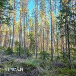 Puustoinen metsäpalsta Ylistaron Isokylässä, kuusi- ja mäntyvaltaista metsää.