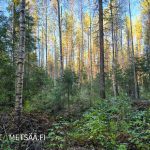 Puustoinen metsäpalsta Ylistaron Isokylässä, kuusi- ja mäntyvaltaista metsää.