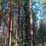 Koivuvaltainen osuus, aluskasvillisuutena mustikkaa ja varpuja