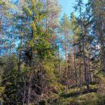 Sekapuustoinen rinne, kuusi- ja mäntyvaltaista metsää