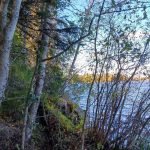 Metsätila rajoittuu Vermasjärveen, rantametsää koivuineen