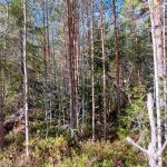 Mäntyvaltainen kasvatusmetsä, alikasvoksena kuusta ja koivua