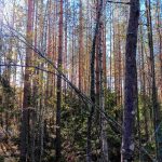 Tiheäpuustoinen sekametsä, runsaasti koivua ja kuusialikasvosta