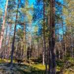 Varttunutta puolukkatyyppistä mäntyä, pohjalla sammalta ja jäkälää