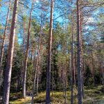 Kasvatuskelpoinen männikkö, seassa nuorta kuusta