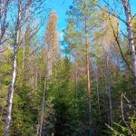 Sekapuustoista kasvatusmetsää, kuusialikasvosta ja koivua