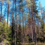 Nuorta sekametsää, pääpuulajeina koivu, kuusi ja mänty