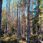 Kasvatusmetsä Virroilla, järeää mäntyä ja hyvä näkyvyys