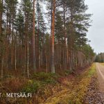 Metsäranta-tilan raja kulkee Kärmesnevan metsätien varressa.