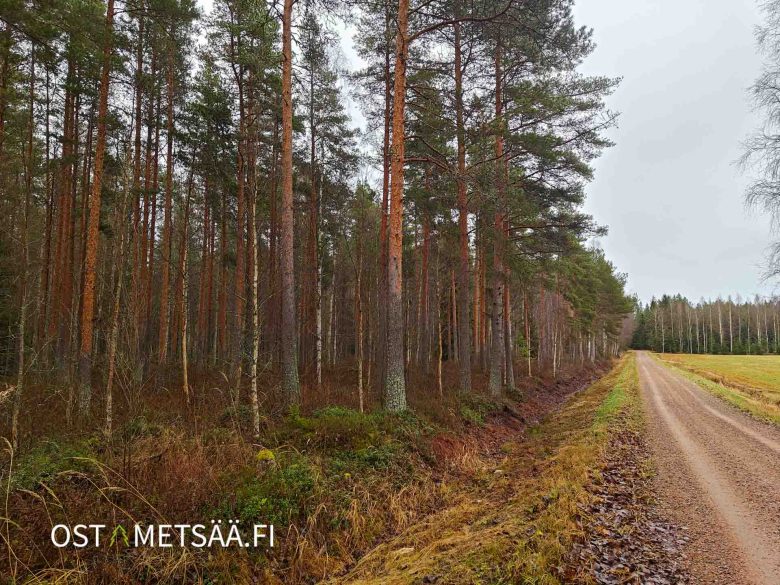 Metsäranta-tilan raja kulkee Kärmesnevan metsätien varressa.