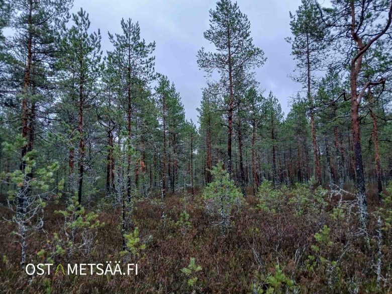 Kasvatuskelpoista kangasmetsää Seinäjoen Ämmälänkylässä – metsäpalsta Etelä-Pohjanmaa
