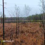 Huikkaanmäen metsätila Jämsässä, näkymä suolta kohti Jokuanjärveä Keski-Suomessa.