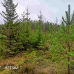Mänty- ja kuusisekametsää Huikkaanmäen metsätilalla Jämsän Rasissa.