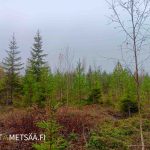 Nuorta kasvatusmetsää Huikkaanmäen metsätilalla Jämsässä, Keski-Suomessa.