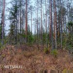 Varttunutta männikköä ja sekapuustoa Huikkaanmäen metsätilalla Keski-Suomessa.