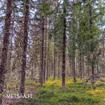 Kuusivaltaista metsää ja sammalpohjaa Huikkaanmäen metsätilalla Jämsässä.