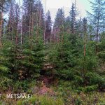 Taimikkoa ja nuorta metsää Huikkaanmäen metsätilalla Keski-Suomessa.
