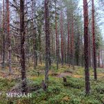 Varttunutta mäntyvaltaista kasvatusmetsää Huikkaanmäen metsätilalla Jämsässä.
