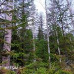 Sekapuustoista kuusikkoa ja koivikkoa Huikkaanmäen metsätilalla Keski-Suomessa.