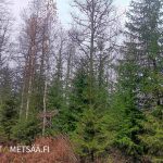 Kuusi- ja koivuvaltainen metsäkuvio Jämsän Huikkaanmäen metsätilalta.