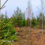 Nuorta mäntyvaltaista taimikkoa Jämsän Huikkaanmäessä myytävällä metsätilalla.
