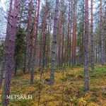 Varttunutta mäntyvaltaista kasvatusmetsää Jämsän Huikkaanmäen metsätilalla.