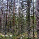 Sekapuustoinen kasvatusmetsä, jossa kuusta ja mäntyä Jämsän Huikkaanmäen tilalla.