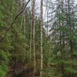 Ojitusalue metsätilan eteläreunalla, sekametsää molemmin puolin.