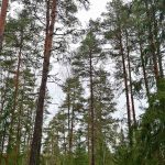 Tervahaudanmäen metsätilan järeää mäntyä ja kuusisekametsää.