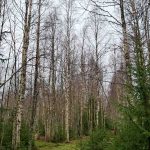 Koivikko Tervahaudanmäen metsätilan pohjoispäässä.