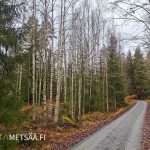 Koivikko ja soratie kohteen länsireunalla, tieyhteys hyvä.