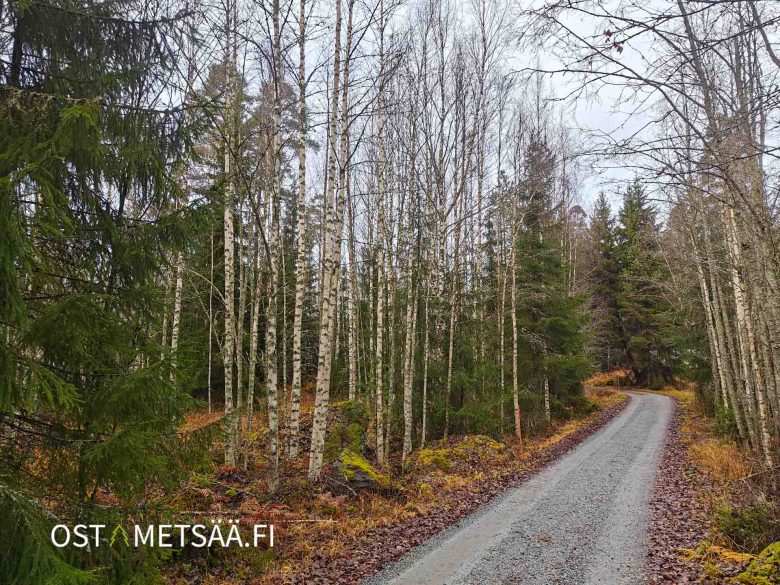 Koivikko ja soratie kohteen länsireunalla, tieyhteys hyvä.