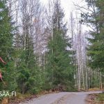Metsätie, jonka varrella Tervahaudanmäen metsätila – opastusnauhoja puissa.