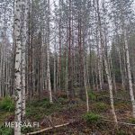 Koivikkovaltaista metsää Puro-tilalla – metsätila Ikaalinen, myydään metsää Pirkanmaa