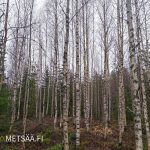 Hyvin kasvavaa koivua metsätilalla Haapimaassa – metsätila Pirkanmaa