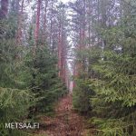 Kuusivaltaista kasvatusmetsää Puro-nimisellä tilalla – myydään metsätila Pirkanmaa